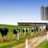 Dairy Farm