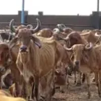 Gaushala
